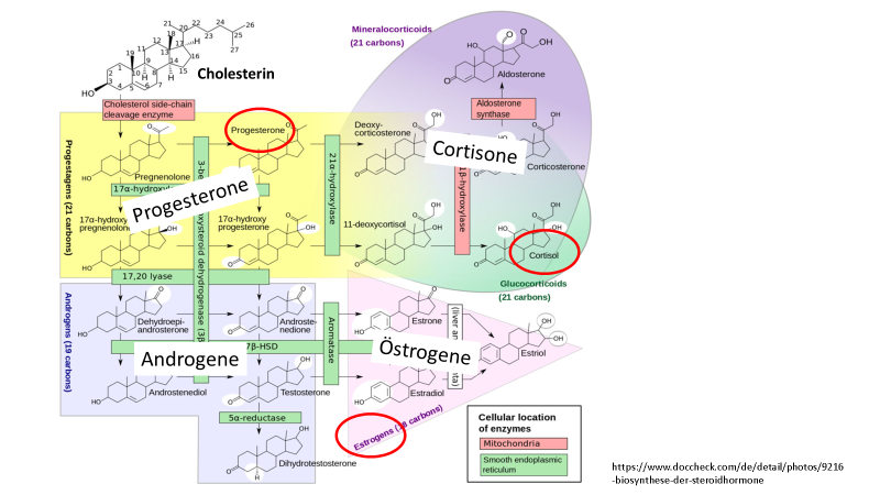 Cortisons